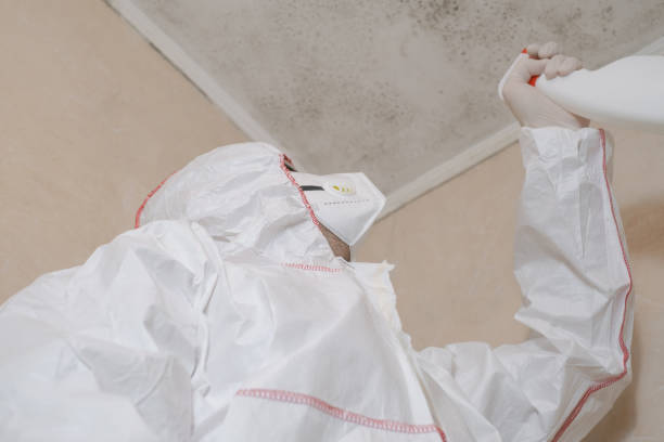 Professional Mold Removal in Grandview, WA